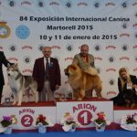 Exposició canina