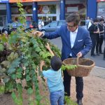 Festa Roser 2017. Recollida del raïm