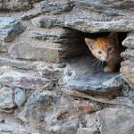 'Treu el cap' (Marc Obiols). 1r premi. 26è Concurs de Fotografia de Muntanya de l'AEM