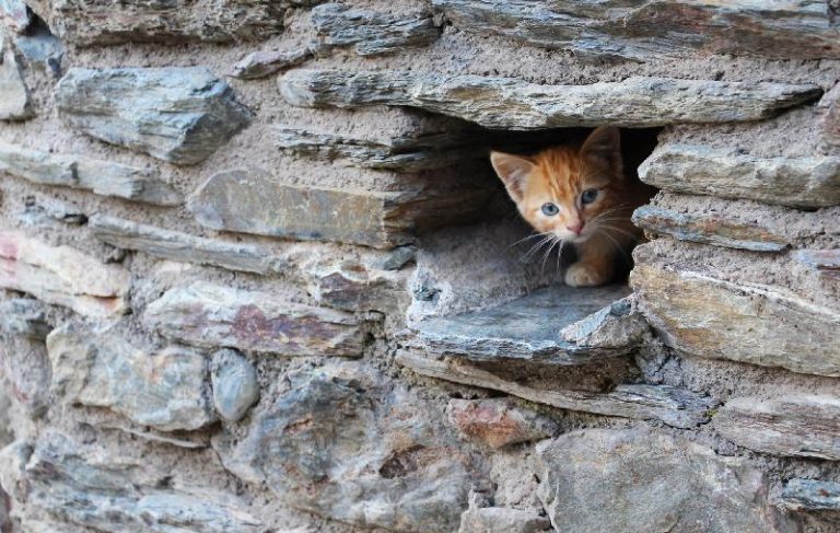 Un gat que treu el cap per un mur, primer premi del 26è Concurs de Fotografia de Muntanya