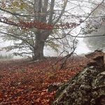 'Tardor en suspens' (Rosa Farreras). 3r premi i premi especial de sortides de l'AEM. 26è Concurs de Fotografia de Muntanya de l'AEM