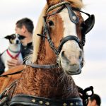 Els Tres Tombs 2018