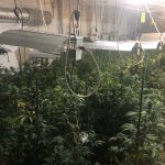Decomís plantes de marihuana al carrer de Pere Puig