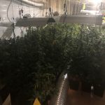 Decomís plantes de marihuana al carrer de Pere Puig