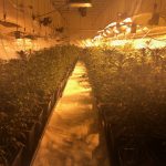Decomís plantes de marihuana al carrer de Pere Puig