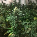 Decomís plantes de marihuana al carrer de Pere Puig
