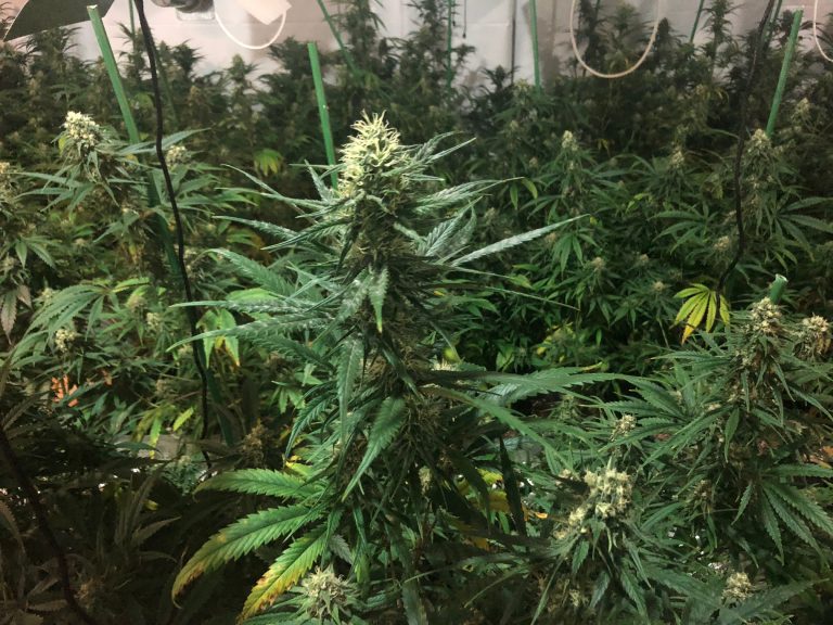 La Policia Local desmantella una plantació de marihuana al carrer de Pere Puig