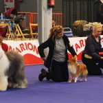 87a Exposició Internacional Canina. Ca n'Oliveras