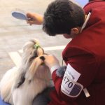 87a Exposició Internacional Canina. Ca n'Oliveras