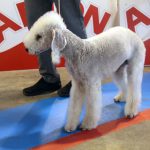 87a Exposició Internacional Canina. Ca n'Oliveras