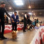 87a Exposició Internacional Canina. Ca n'Oliveras