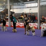 87a Exposició Internacional Canina. Ca n'Oliveras
