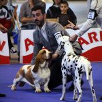 87a Exposició Internacional Canina. Ca n'Oliveras