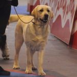 87a Exposició Internacional Canina. Ca n'Oliveras