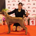 87a Exposició Internacional Canina. Ca n'Oliveras
