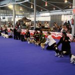 87a Exposició Internacional Canina. Ca n'Oliveras