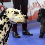 87a Exposició Internacional Canina. Ca n'Oliveras