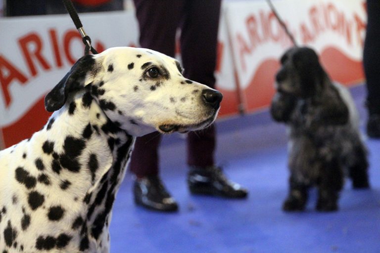 L’Exposició Internacional i Nacional Canina aplega a Ca n’Oliveras més de 1.500 gossos en dos dies
