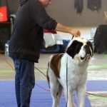 87a Exposició Internacional Canina. Ca n'Oliveras