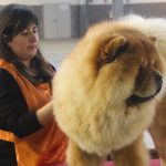 87a Exposició Internacional Canina. Ca n'Oliveras
