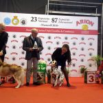 87a Exposició Internacional Canina. Ca n'Oliveras