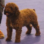 87a Exposició Internacional Canina. Ca n'Oliveras