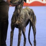 87a Exposició Internacional Canina. Ca n'Oliveras