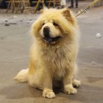 87a Exposició Internacional Canina. Ca n'Oliveras