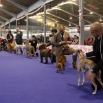 87a Exposició Internacional Canina. Ca n'Oliveras