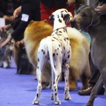 87a Exposició Internacional Canina. Ca n'Oliveras