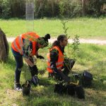 Plantada projecte Arboretus SEAT a Can Cases