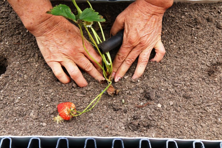 L’Ajuntament elabora un conveni per a que els usuaris del Sagrat Cor facin tallers a l’hort de Can Serra