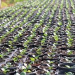El Viver de Can Serra rep la Tercera Flor d'Honor