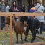 Corral Nadalenc