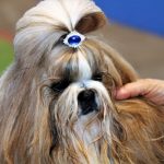 88a Exposició Internacional Canina