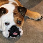 88a Exposició Internacional Canina