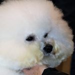 88a Exposició Internacional Canina
