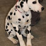 88a Exposició Internacional Canina