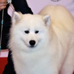 88a Exposició Internacional Canina