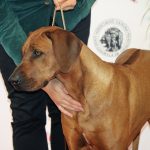 88a Exposició Internacional Canina