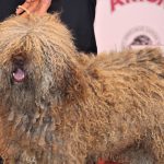 88a Exposició Internacional Canina