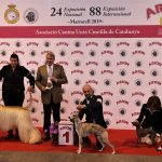 88a Exposició Internacional Canina