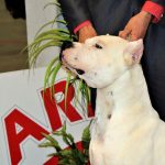88a Exposició Internacional Canina