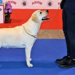 88a Exposició Internacional Canina