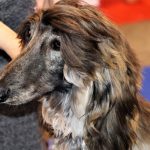 88a Exposició Internacional Canina