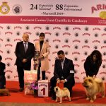 88a Exposició Internacional Canina
