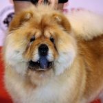 88a Exposició Internacional Canina