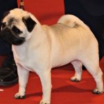88a Exposició Internacional Canina