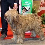 88a Exposició Internacional Canina