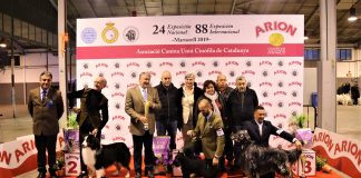 Un schnauzer mini negre, millor gos de la 88a Exposició Internacional Canina Pòdium Best in Show 88a Exposició Internacional Canina